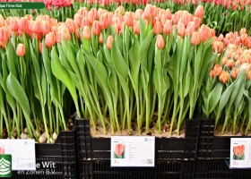 Tulipa Time Out ® (1)